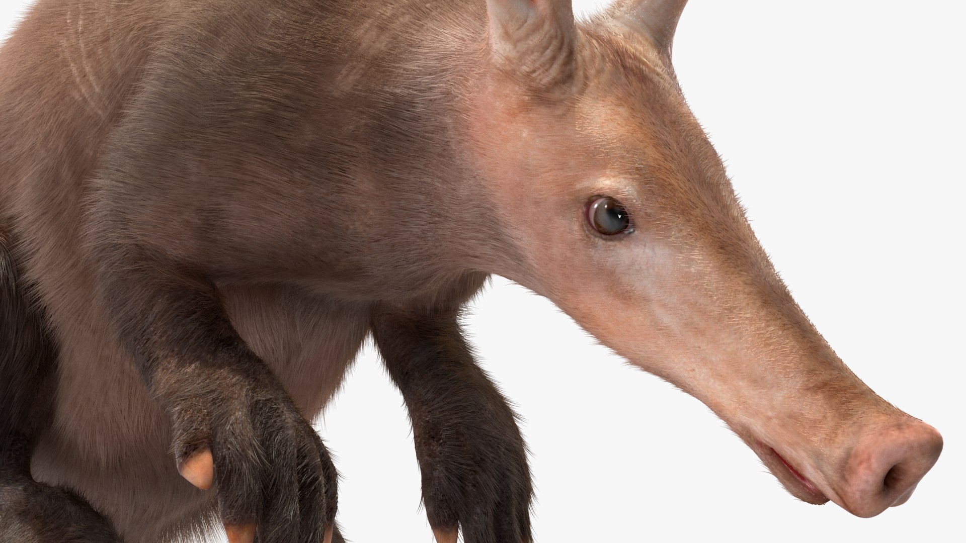3D African Mammal Aardvark Sitting Pose Fur model https://p.turbosquid.com/ts-thumb/Wx/JtHAnd/9g/africanmammalaardvarksittingposefur3dsmodel017/jpg/1712188393/1920x1080/fit_q87/3e282495546008e88e9f927fe6cbdfe22f0bdc44/africanmammalaardvarksittingposefur3dsmodel017.jpg