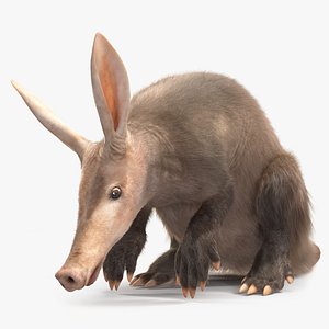 African Mammal Aardvark Sitting Pose Fur