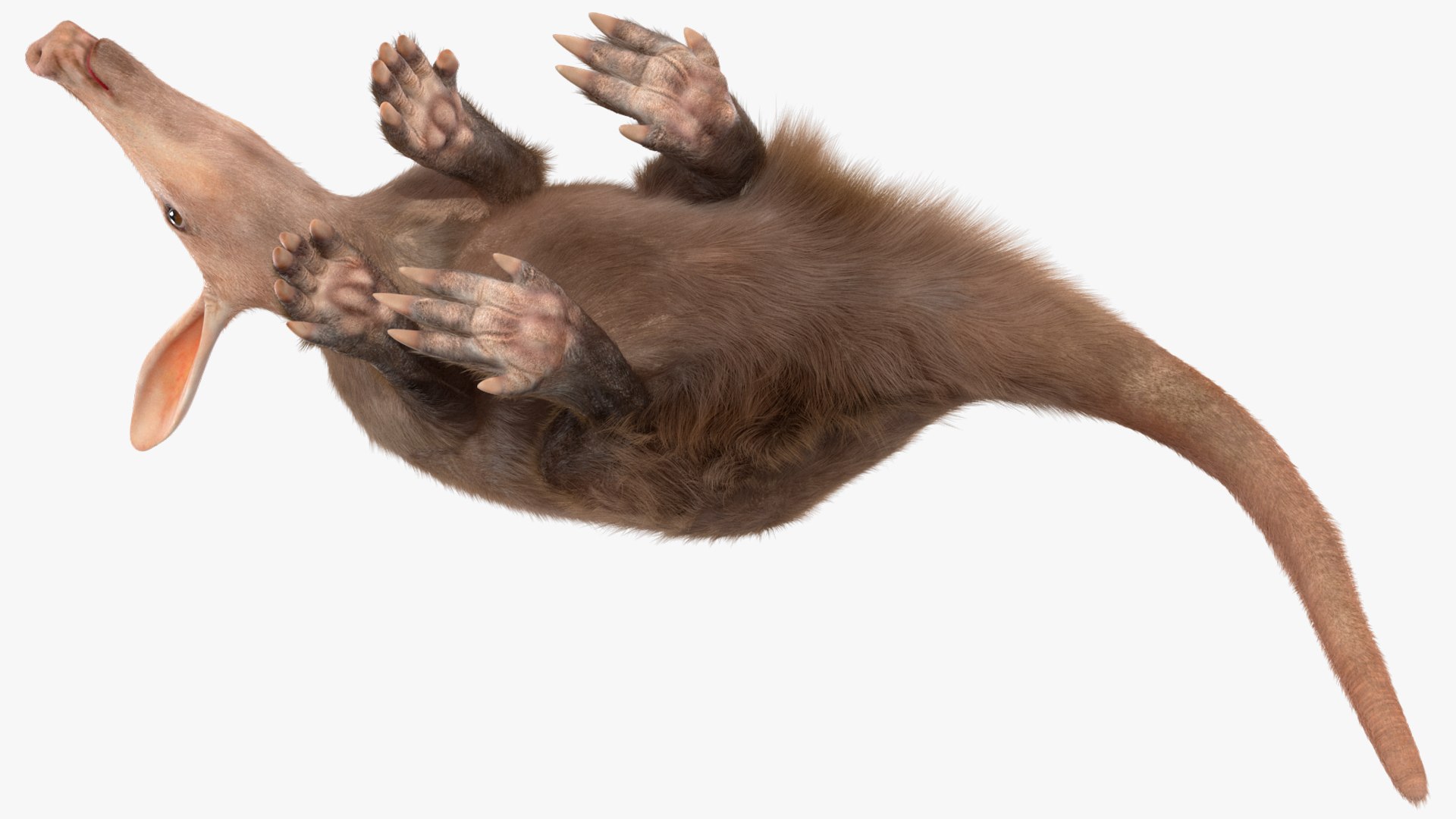 3D African Mammal Aardvark Sitting Pose Fur model https://p.turbosquid.com/ts-thumb/Wx/JtHAnd/G1/africanmammalaardvarksittingposefur3dsmodel014/jpg/1712188376/1920x1080/fit_q87/7b65664de1a2678bfdba2b6f74d68e95775b07b0/africanmammalaardvarksittingposefur3dsmodel014.jpg