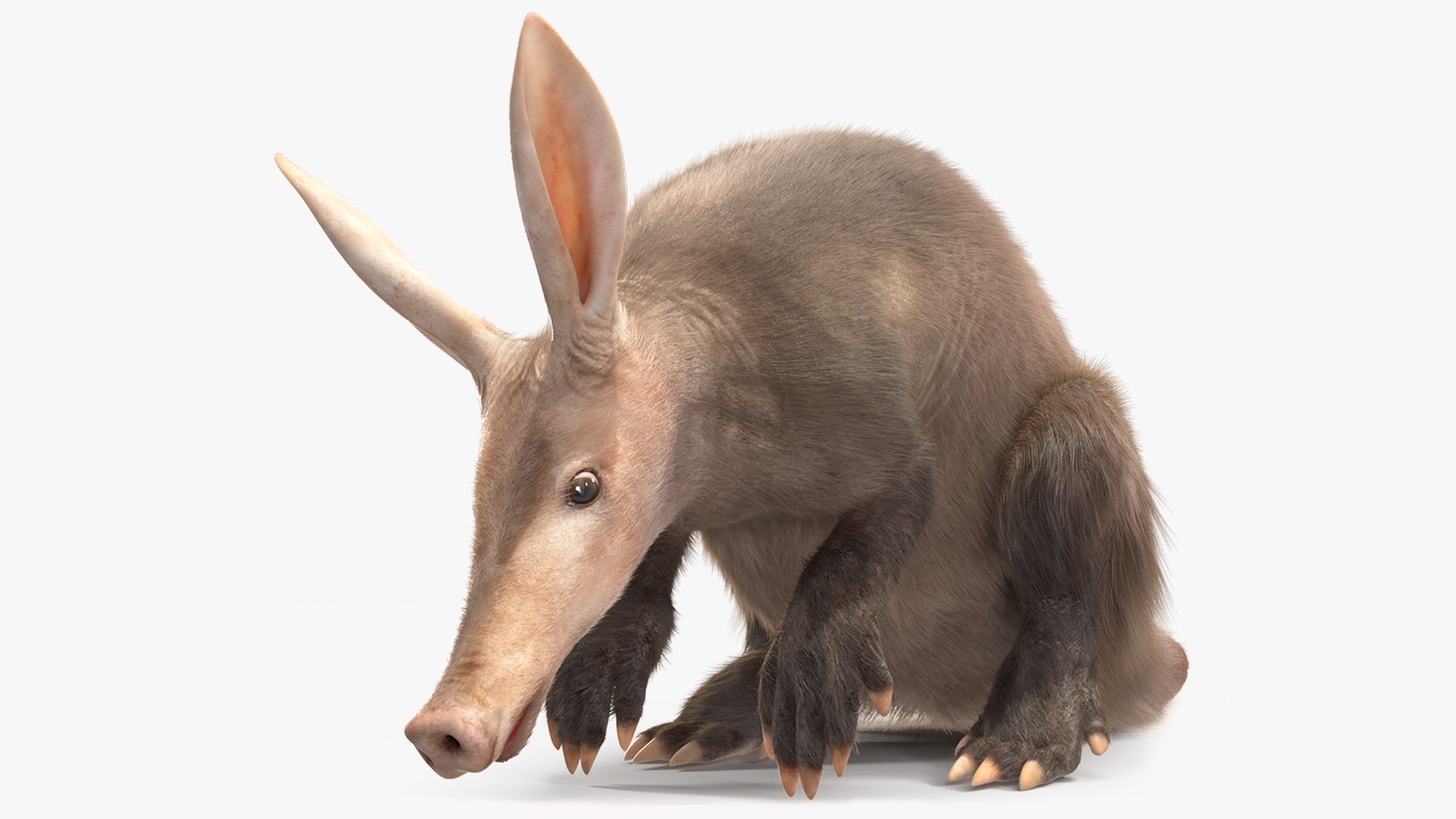 African Mammal Aardvark Sitting Pose Fur 3D model preview