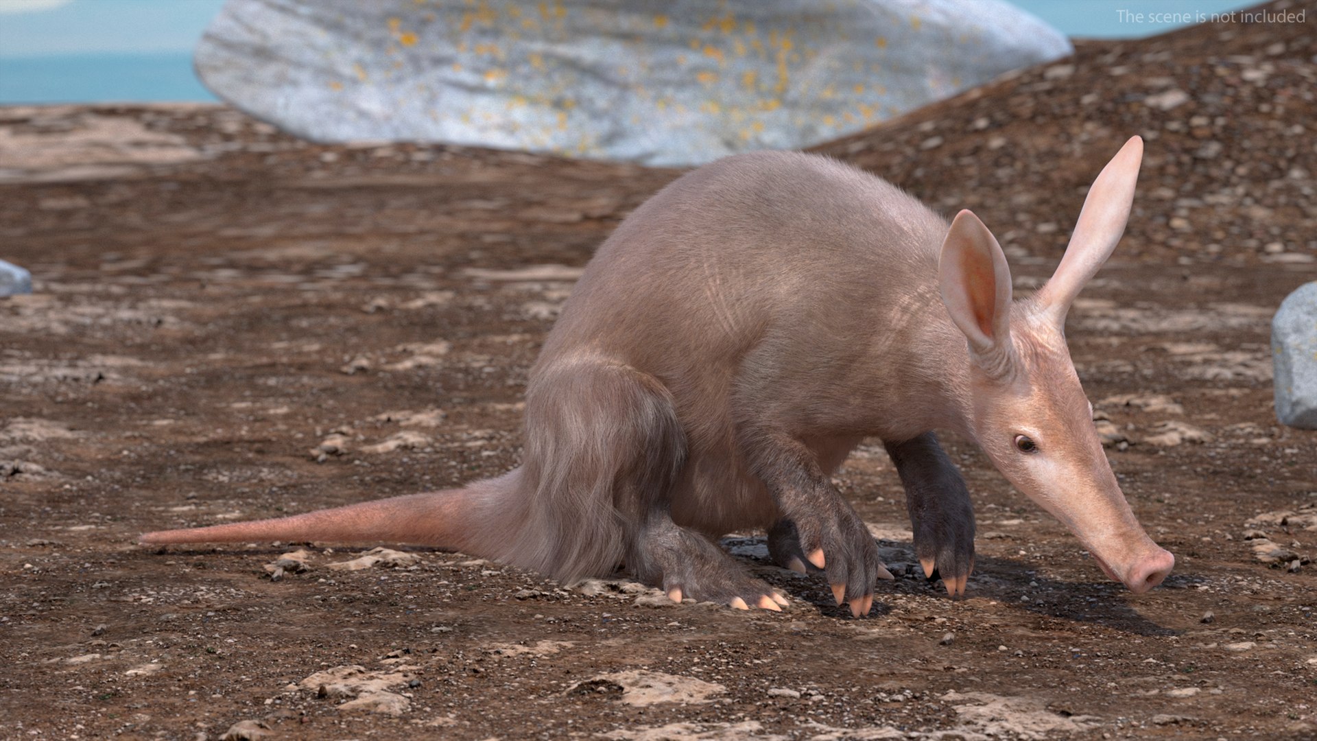 3D African Mammal Aardvark Sitting Pose Fur model https://p.turbosquid.com/ts-thumb/Wx/JtHAnd/co/africanmammalaardvarksittingposefur3dsmodel004/jpg/1712188322/1920x1080/fit_q87/95df0fd4a71acf98c6f62d2bafe77d905fd0a642/africanmammalaardvarksittingposefur3dsmodel004.jpg
