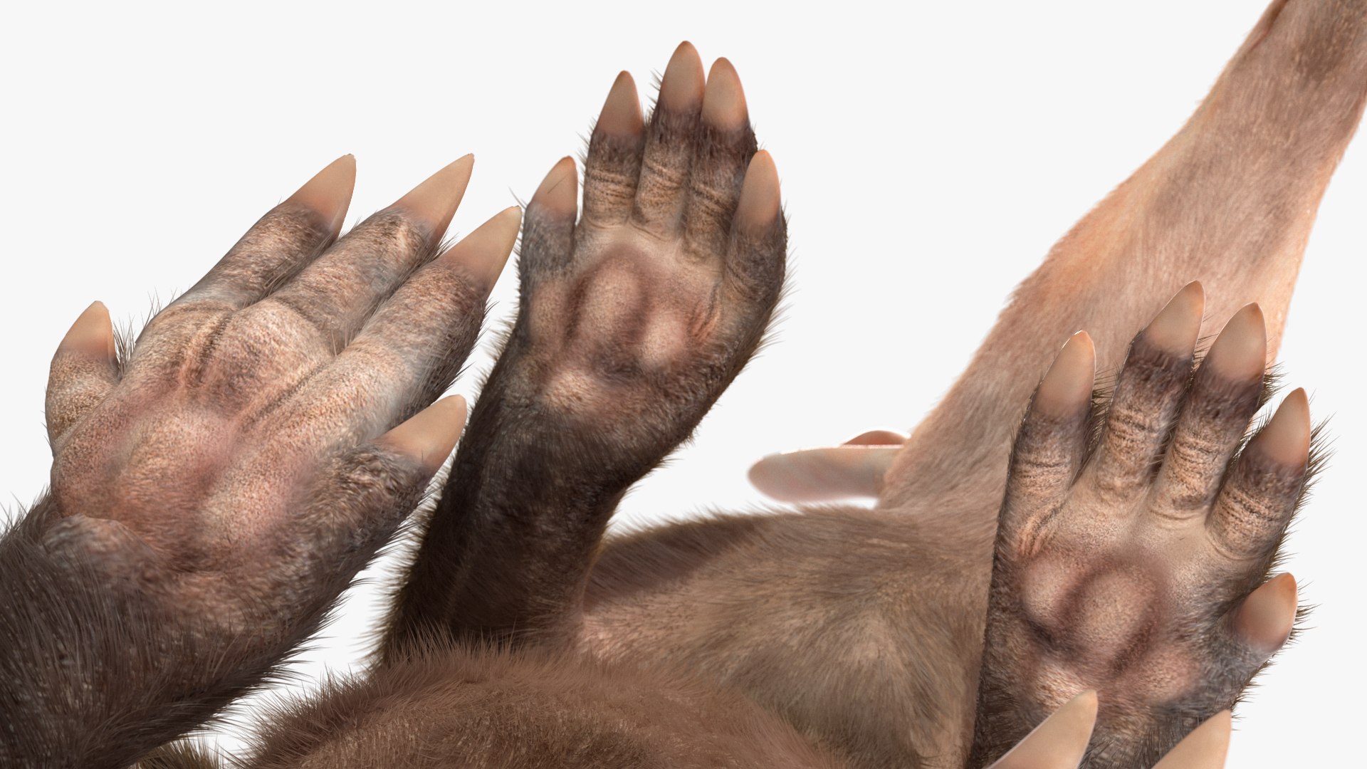 3D African Mammal Aardvark Sitting Pose Fur model https://p.turbosquid.com/ts-thumb/Wx/JtHAnd/km/africanmammalaardvarksittingposefur3dsmodel016/jpg/1712188389/1920x1080/fit_q87/bf0af17f8ea43dbdb46e852aea7aaf40845baca0/africanmammalaardvarksittingposefur3dsmodel016.jpg
