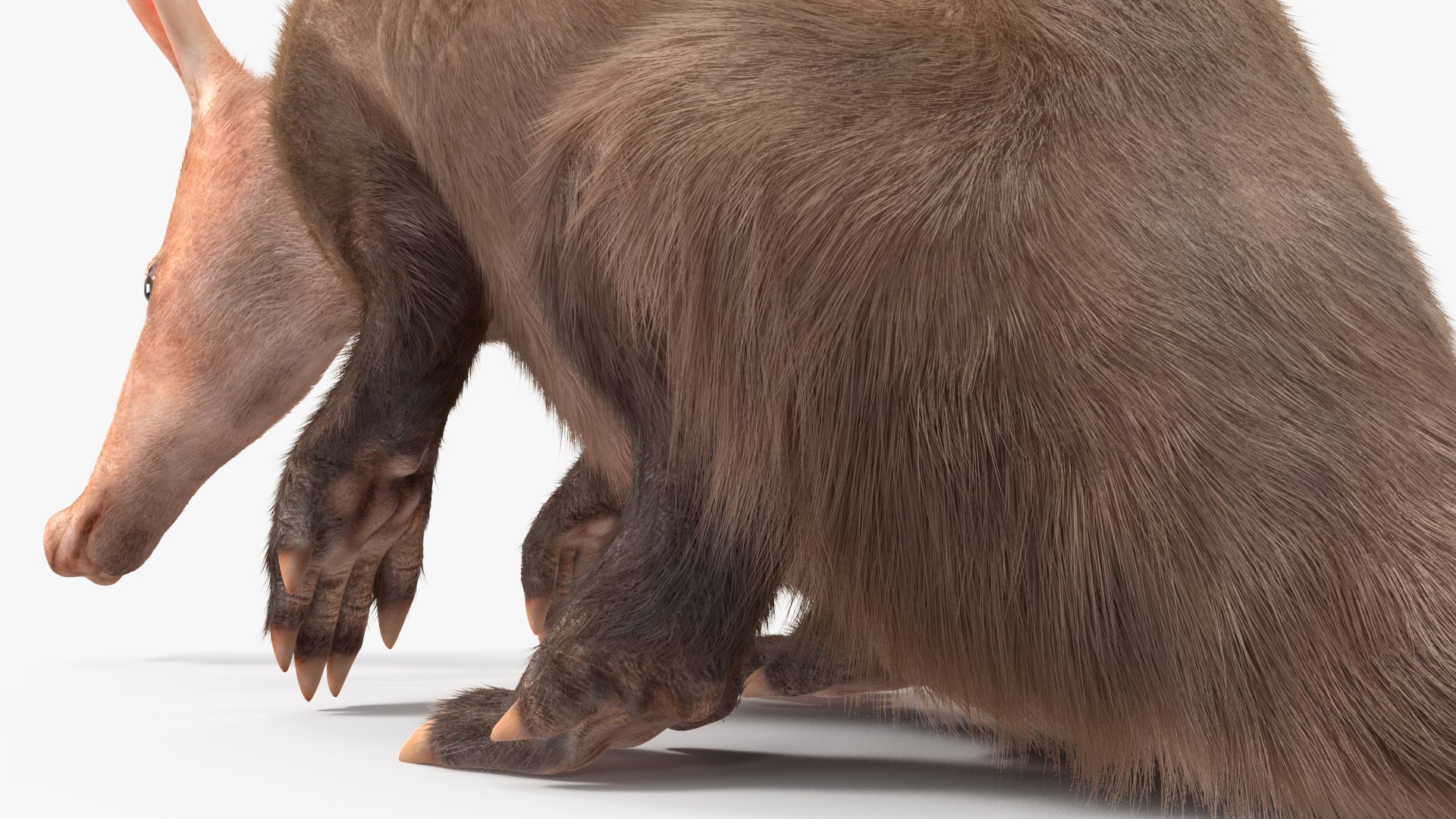 3D African Mammal Aardvark Sitting Pose Fur model https://p.turbosquid.com/ts-thumb/Wx/JtHAnd/pt/africanmammalaardvarksittingposefur3dsmodel019/jpg/1712188404/1920x1080/fit_q87/e4a044f73bd135f98b8064e8e070a3570e7270d3/africanmammalaardvarksittingposefur3dsmodel019.jpg