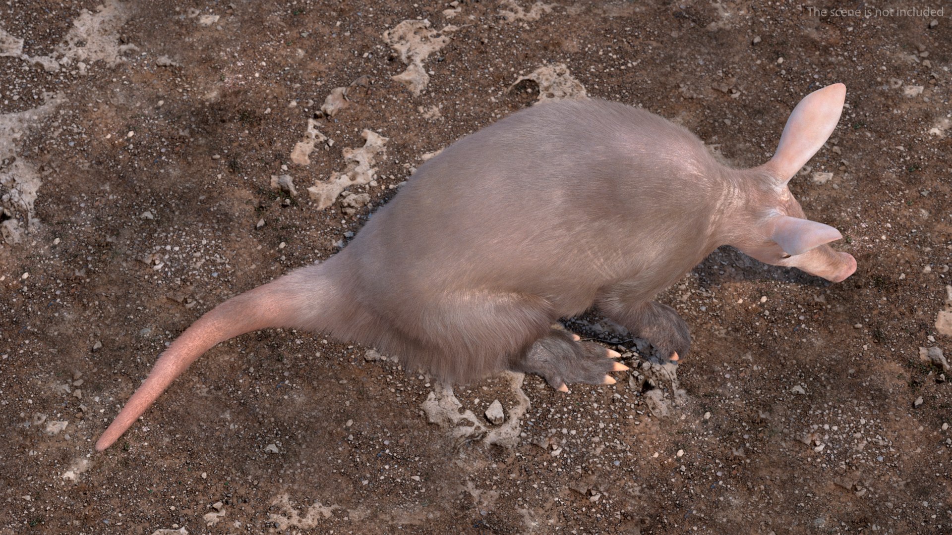 3D African Mammal Aardvark Sitting Pose Fur model https://p.turbosquid.com/ts-thumb/Wx/JtHAnd/qX/africanmammalaardvarksittingposefur3dsmodel006/jpg/1712188336/1920x1080/fit_q87/180433cd8760e983dad86dc7cc35d64b72cde541/africanmammalaardvarksittingposefur3dsmodel006.jpg