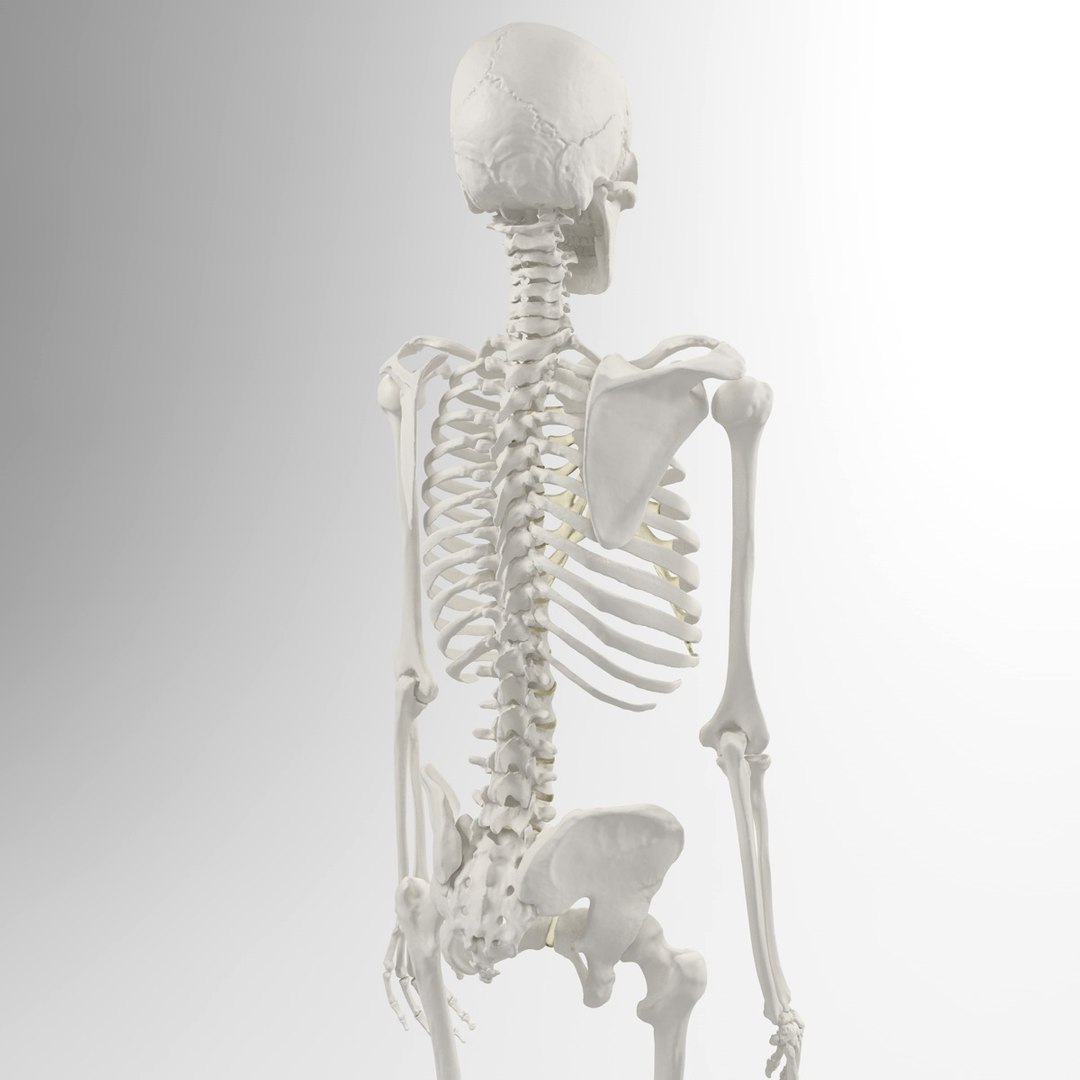 3d accurate human skeleton model https://p.turbosquid.com/ts-thumb/Wx/Ox2AWR/3juZacri/10/jpg/1369839028/1920x1080/fit_q87/fc67cbc78bf000f579504ece90621682c490188c/10.jpg