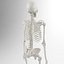 Advanced Skeleton