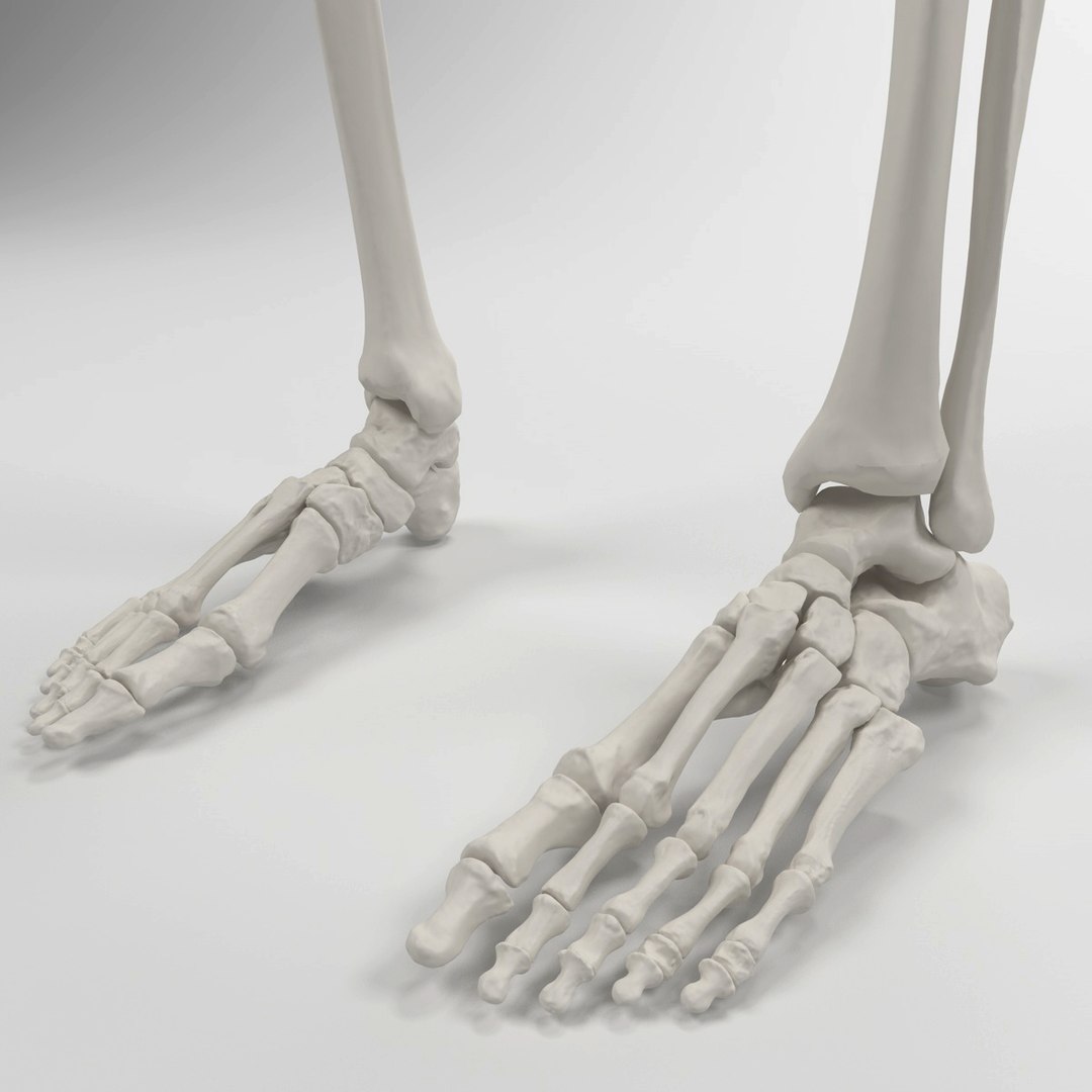 3d accurate human skeleton model https://p.turbosquid.com/ts-thumb/Wx/Ox2AWR/4YBVt6tB/11/jpg/1369839028/1920x1080/fit_q87/700fcf4567f707a1a5df45650e9e7f0f08bd5f3c/11.jpg