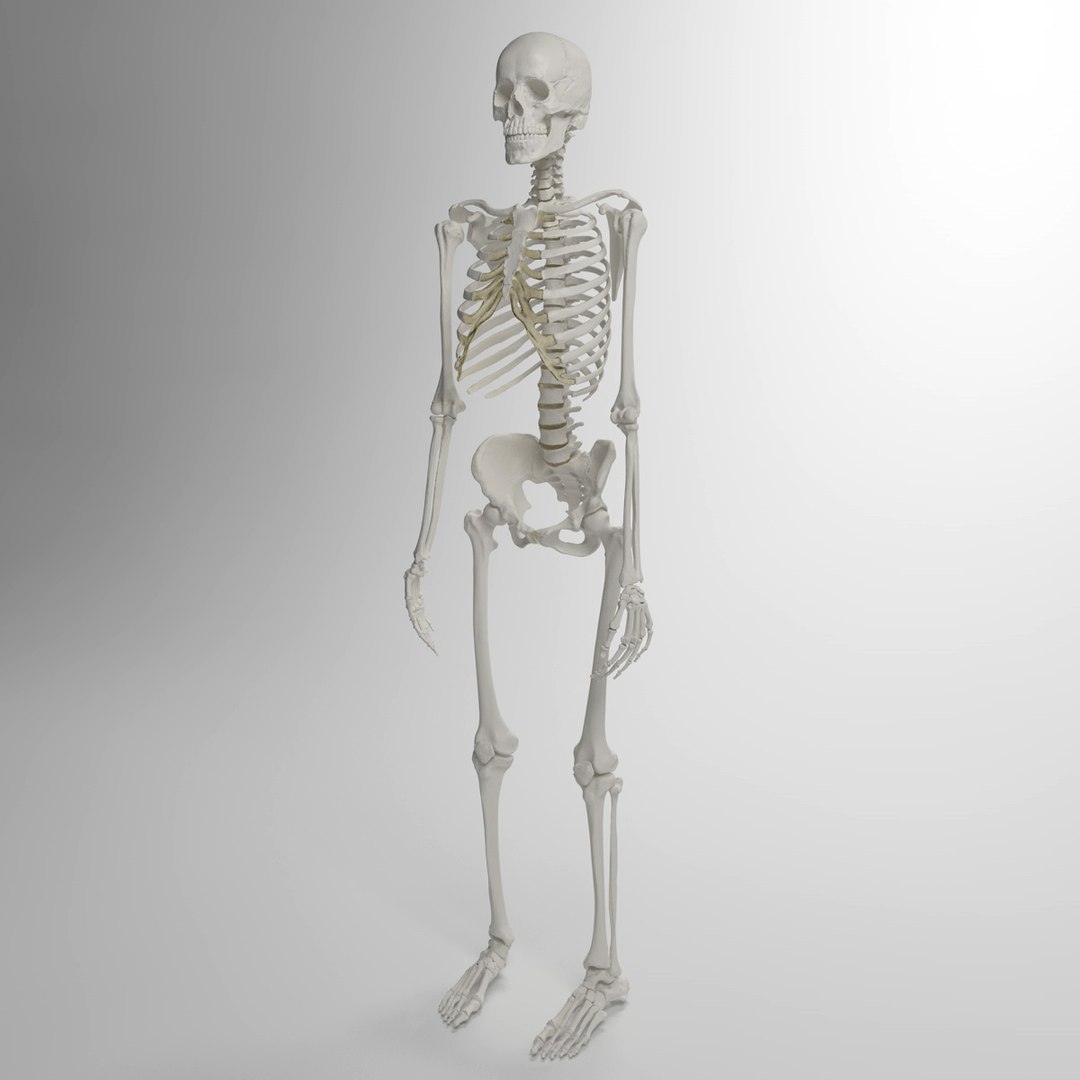 3d accurate human skeleton model