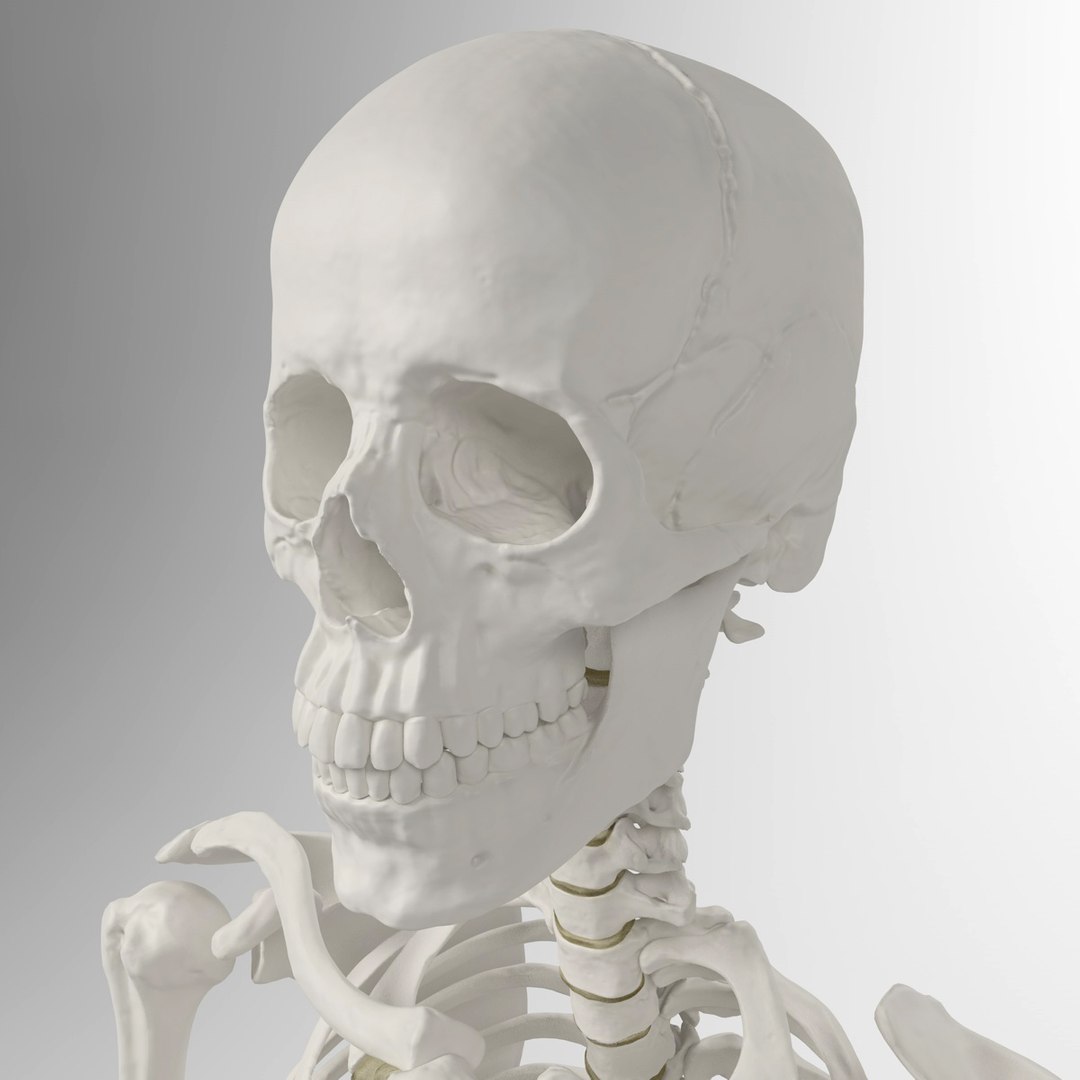 3d accurate human skeleton model https://p.turbosquid.com/ts-thumb/Wx/Ox2AWR/N54Nfa2b/4/jpg/1369839028/1920x1080/fit_q87/ce9c121610c2d8fe761641b5874e7a19acf807a3/4.jpg