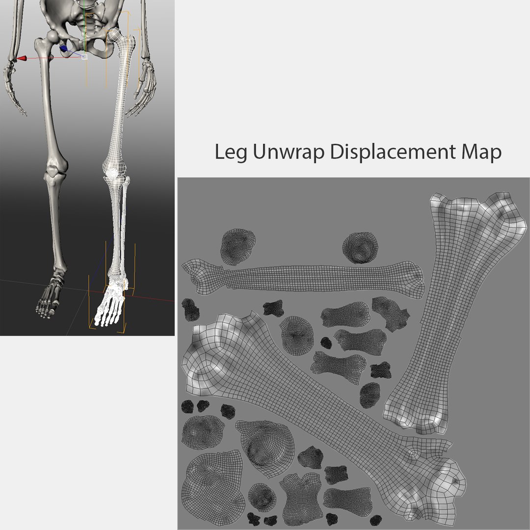 3d accurate human skeleton model https://p.turbosquid.com/ts-thumb/Wx/Ox2AWR/Owi89DML/24leg/jpg/1369839029/1920x1080/fit_q87/ee5987e77bc45de3e81f00ee5470b189846e4ca3/24leg.jpg