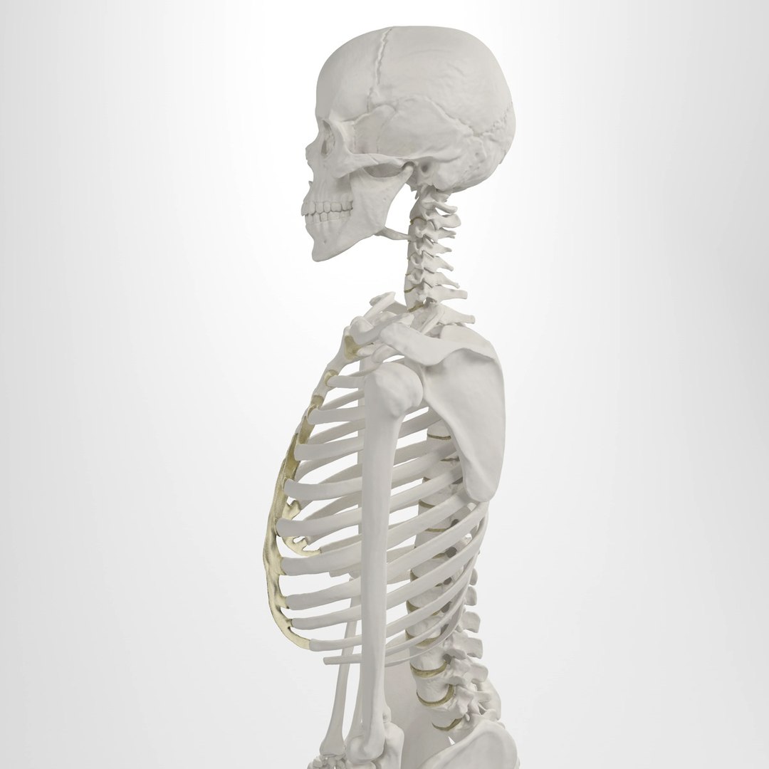 3d Accurate Human Skeleton Model