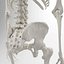 Advanced Skeleton