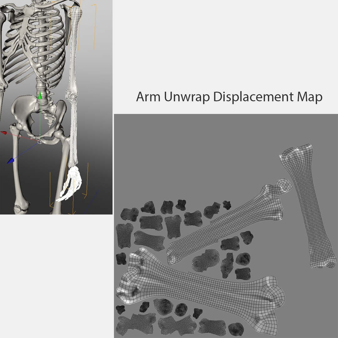 3d accurate human skeleton model https://p.turbosquid.com/ts-thumb/Wx/Ox2AWR/fsuTSs31/23arm/jpg/1369839029/1920x1080/fit_q87/b5bc3f40f504c557e5c34b9ab15160809b039e07/23arm.jpg