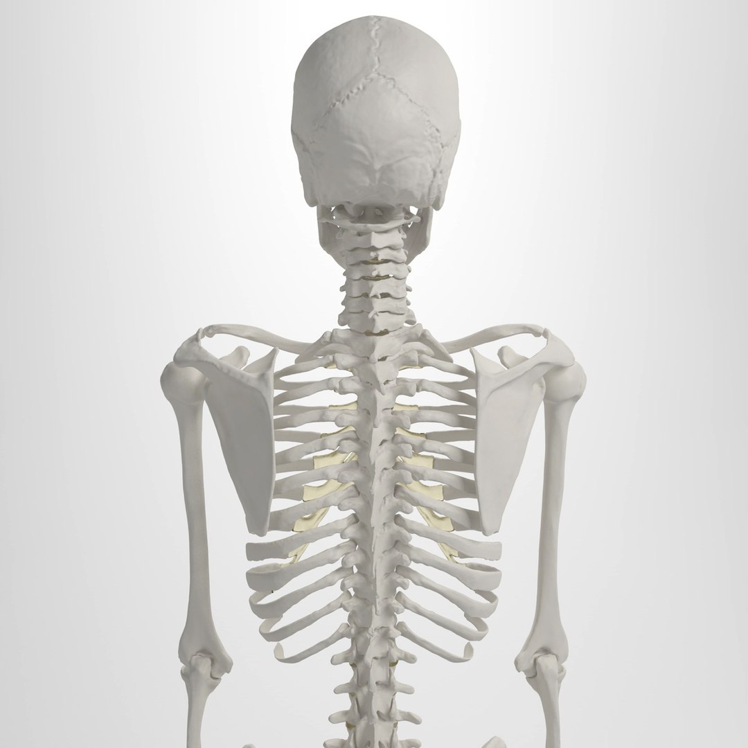 3d Accurate Human Skeleton Model