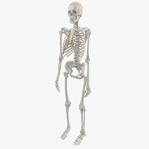 Advanced Skeleton