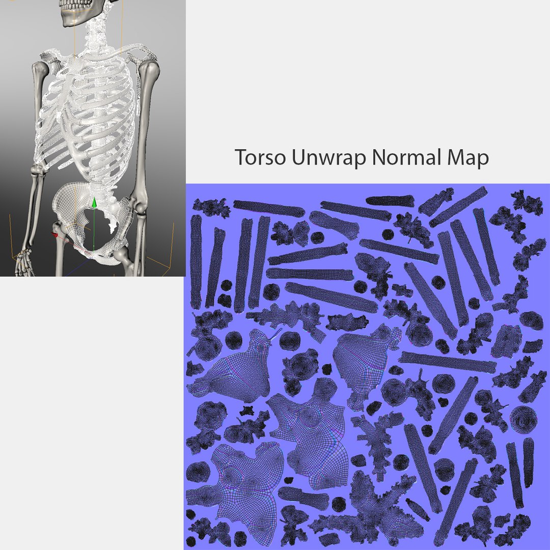 3d accurate human skeleton model https://p.turbosquid.com/ts-thumb/Wx/Ox2AWR/xupte081/21/jpg/1369839028/1920x1080/fit_q87/93220573530bcf8cab32abdb1b2c7a4806a85201/21.jpg