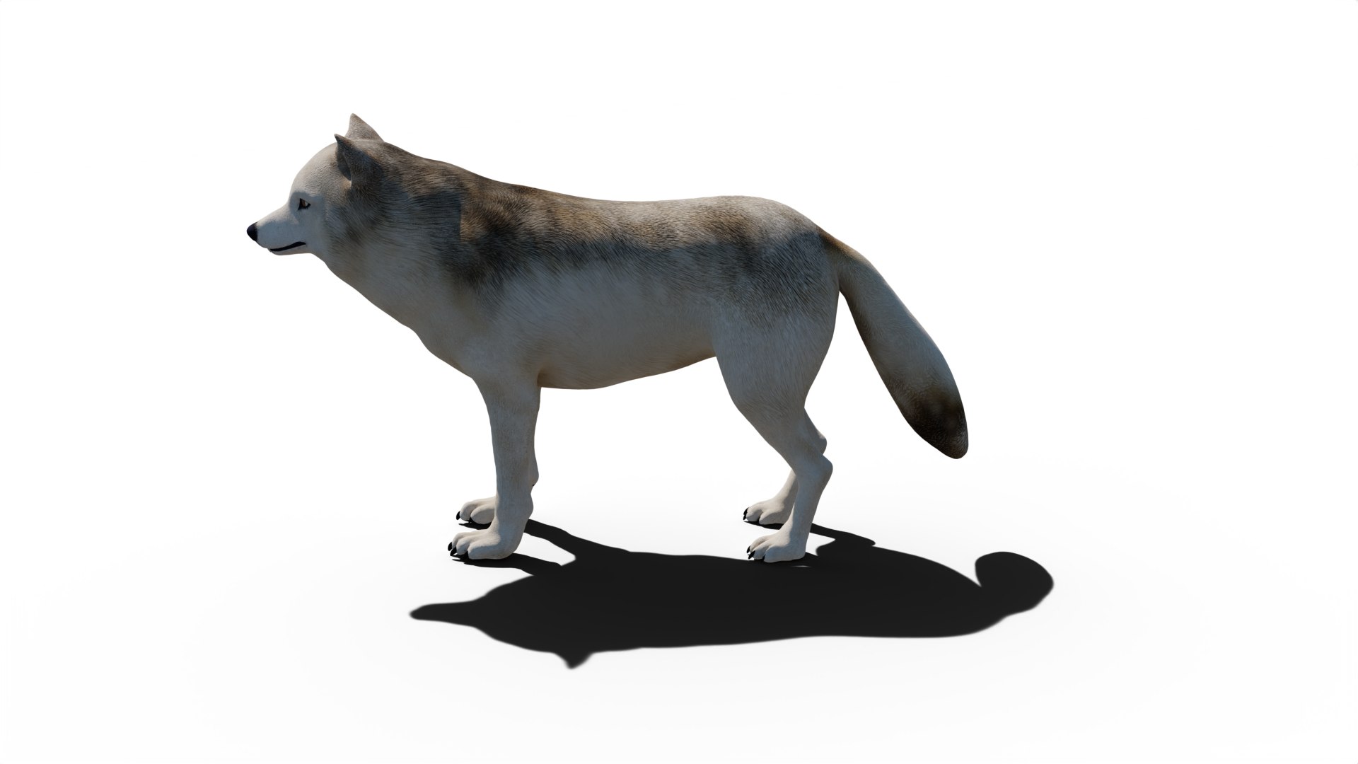 3D Wolf Model - TurboSquid 2129149