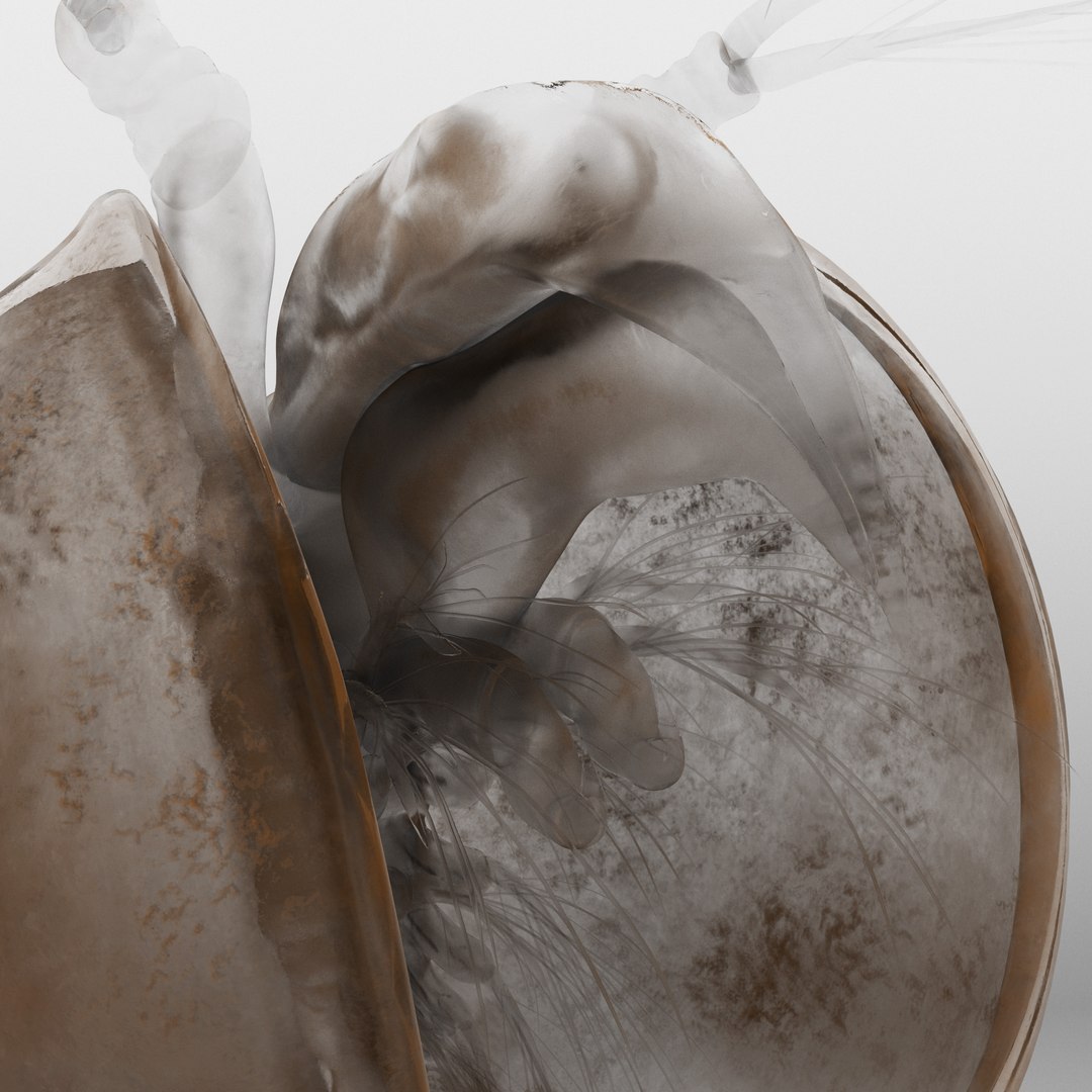 Lynceus Rigged 3D - TurboSquid 2045451