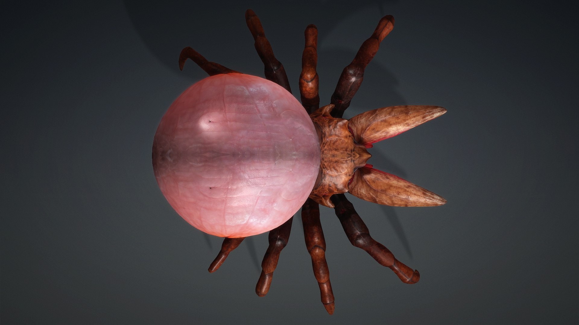 3D model Spider Monster-V1a https://p.turbosquid.com/ts-thumb/Wx/bzmHUK/nE/preview5/jpg/1776221338/1920x1080/fit_q87/71bc03cd2ab81ca7d76867e71d3b3b17b5c430a4/preview5.jpg