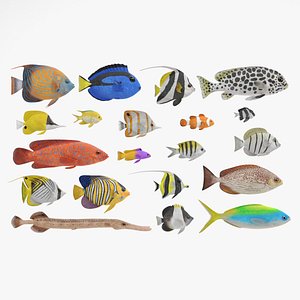 Tropical Fish Collection 3D model