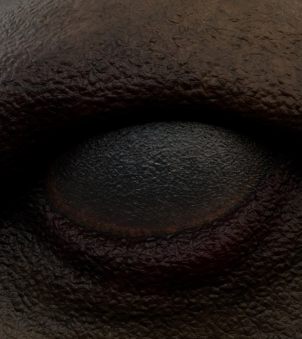 3D Camel Bactrian https://p.turbosquid.com/ts-thumb/Wx/ie5ugb/Ea/camel_7/jpg/1730241311/1920x1080/fit_q87/acbb832eaa6bc8207466565b1d7a45d3eedf66b6/camel_7.jpg