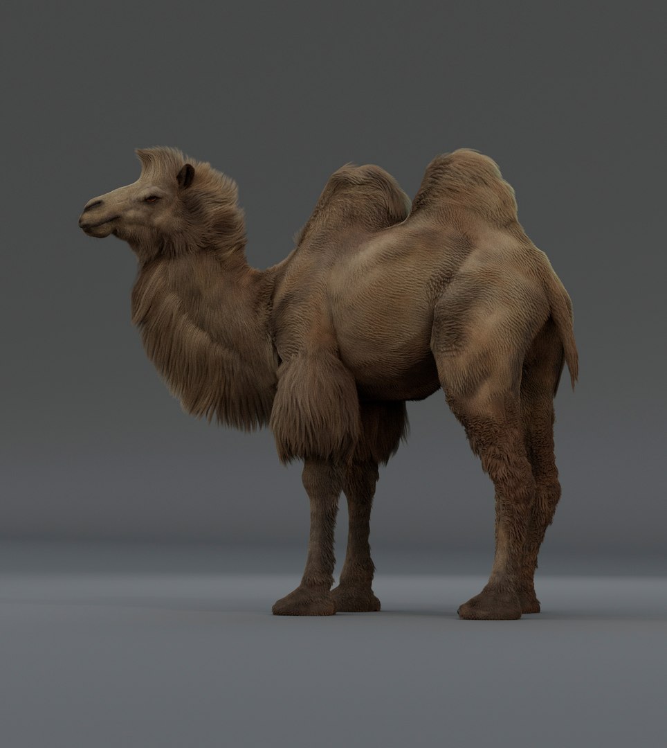 3D Camel Bactrian https://p.turbosquid.com/ts-thumb/Wx/ie5ugb/Sc/camel_2/jpg/1730241307/1920x1080/fit_q87/0c9f8f5dd565d33b3659df109ff5e9635b3df4ec/camel_2.jpg