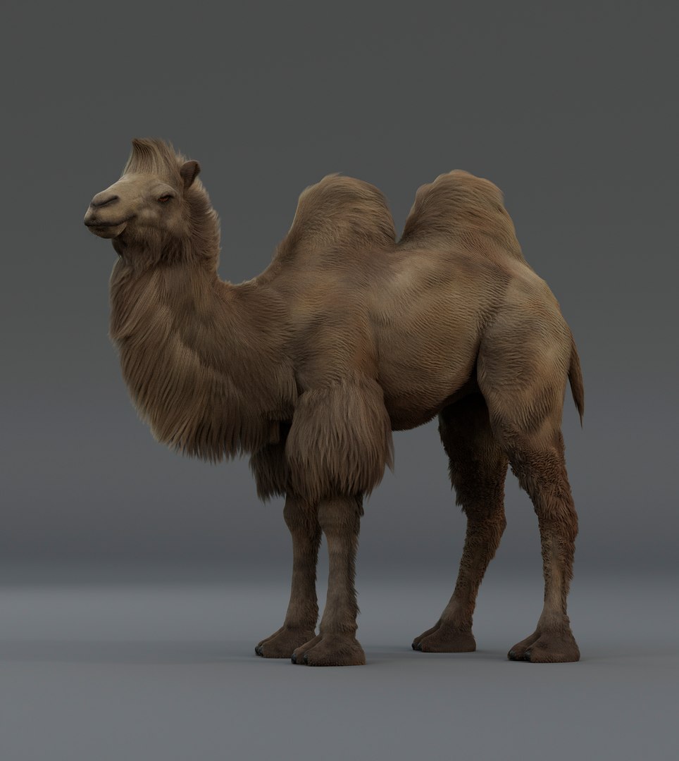 3D Camel Bactrian https://p.turbosquid.com/ts-thumb/Wx/ie5ugb/ZC/camel_1/jpg/1730241307/1920x1080/fit_q87/0e51c1afc750be5b39bf69e729ad296012b082a8/camel_1.jpg
