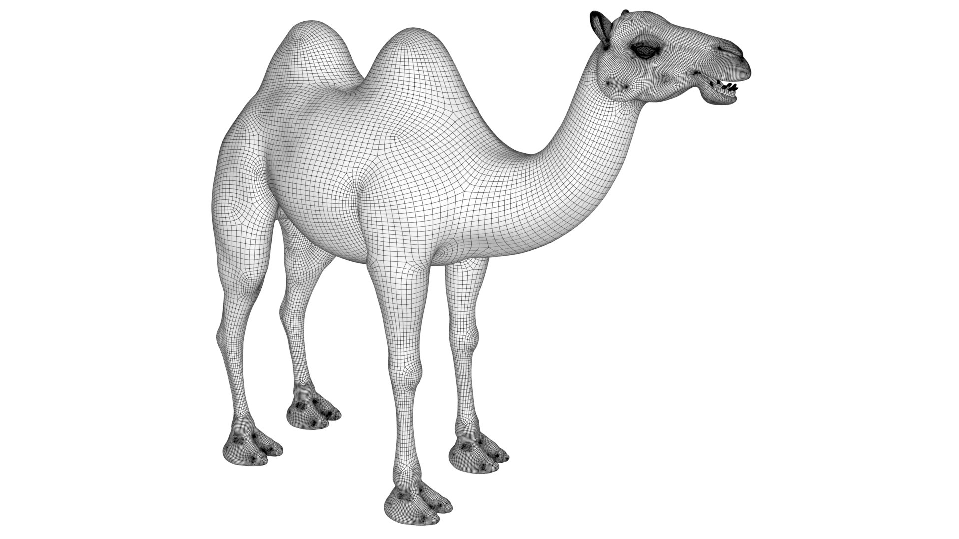 3D Camel Bactrian https://p.turbosquid.com/ts-thumb/Wx/ie5ugb/dy/wireframes_003/jpg/1730241323/1920x1080/fit_q87/8850054b69b23906c5afab0d0b1663ae1e910015/wireframes_003.jpg