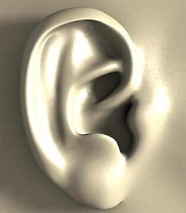 3d external ear model