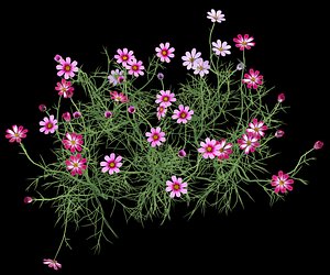 cosmos flower