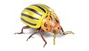Potato Beetle