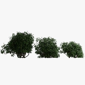 3D model bushes person leaf