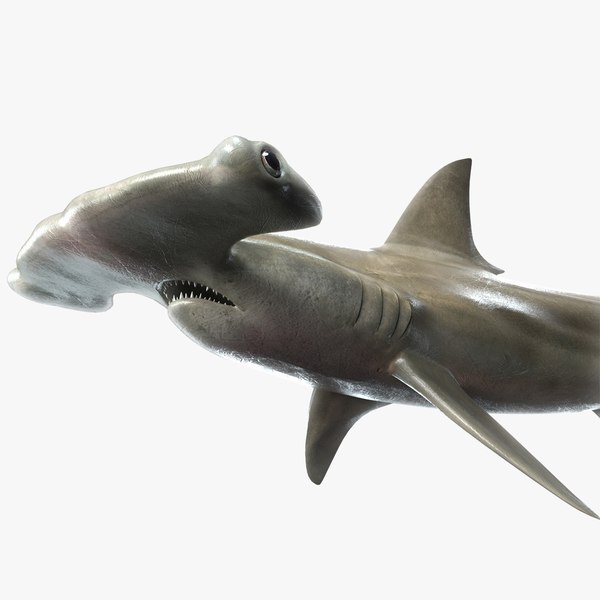 3d hammerhead shark