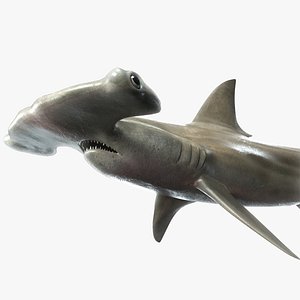 Hammerhead Shark