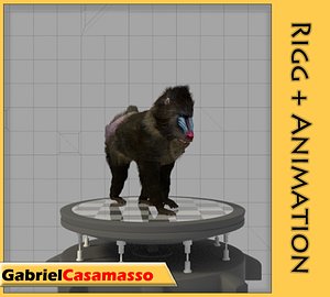 mandrill baboon animation 3d model