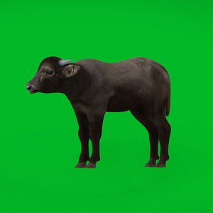 3D Water Buffalo Calf model
