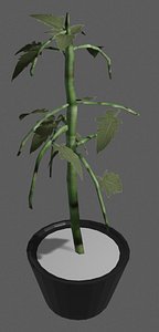 3D tomato plant model