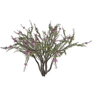 Crape Myrtle Tree - 03 -