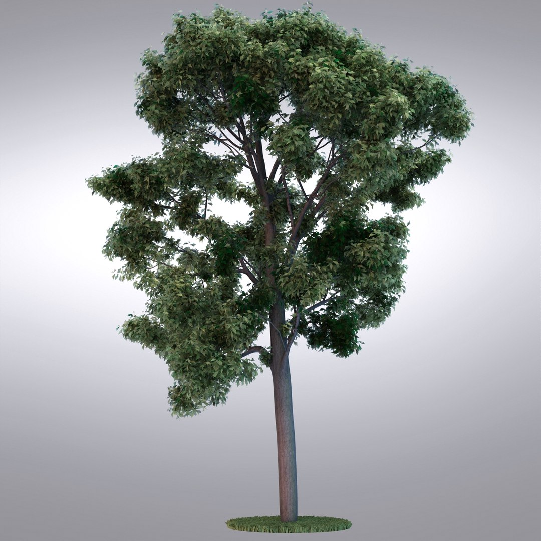 max hi realistic series tree https://p.turbosquid.com/ts-thumb/Wy/2KehiA/5GXRmUbV/tree102_0003/jpg/1345823047/1920x1080/fit_q87/0edcc121cb72efe220ea5b07ef12b9c4c314f6e4/tree102_0003.jpg