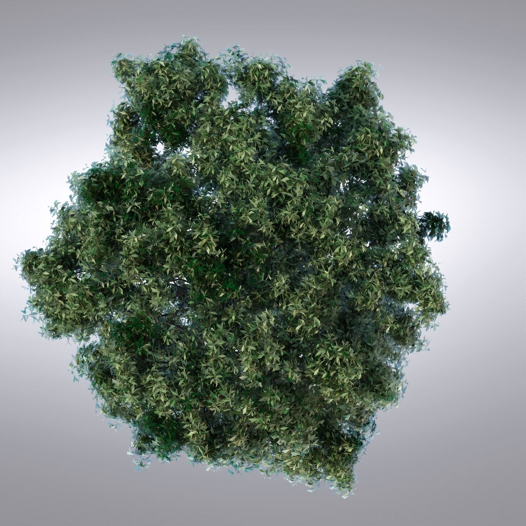 max hi realistic series tree https://p.turbosquid.com/ts-thumb/Wy/2KehiA/Vsj7Wv86/tree102_0004/jpg/1345823047/1920x1080/fit_q87/2859a181c8141a97c1bfcf42bd41113ab5a51743/tree102_0004.jpg