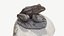 Svetlogorsk frogs