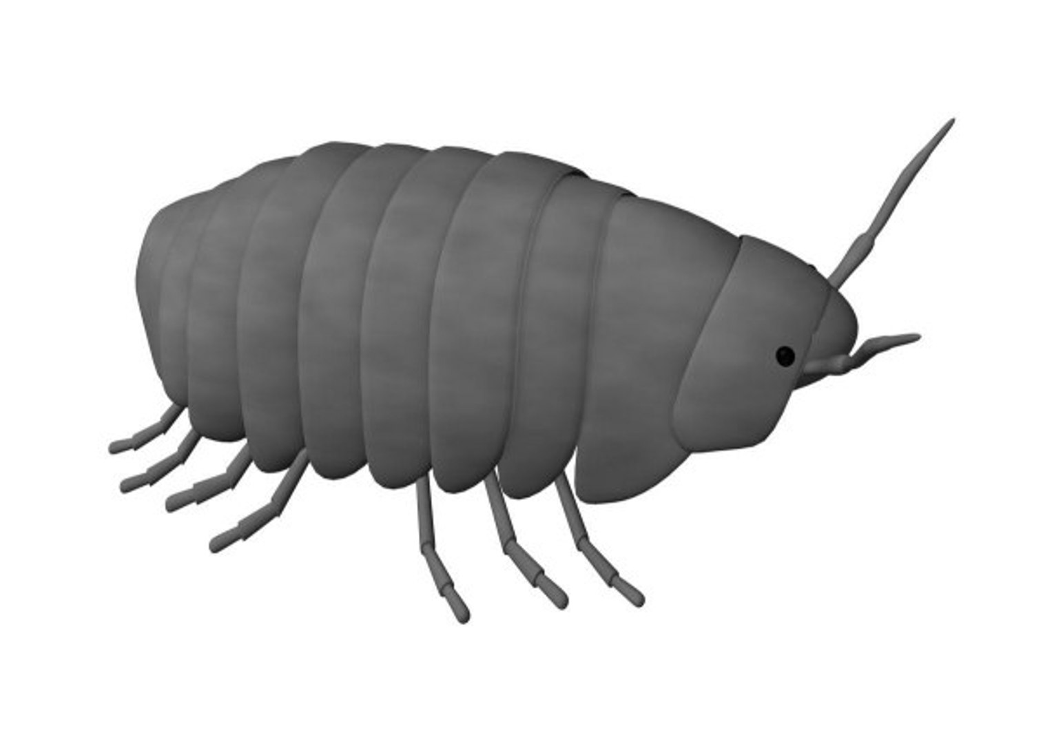 3d Model Of Pill Bug