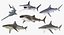 Rigged Sharks Collection 7 for Cinema 4D