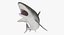 Rigged Sharks Collection 7 for Cinema 4D