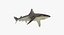 Rigged Sharks Collection 7 for Cinema 4D