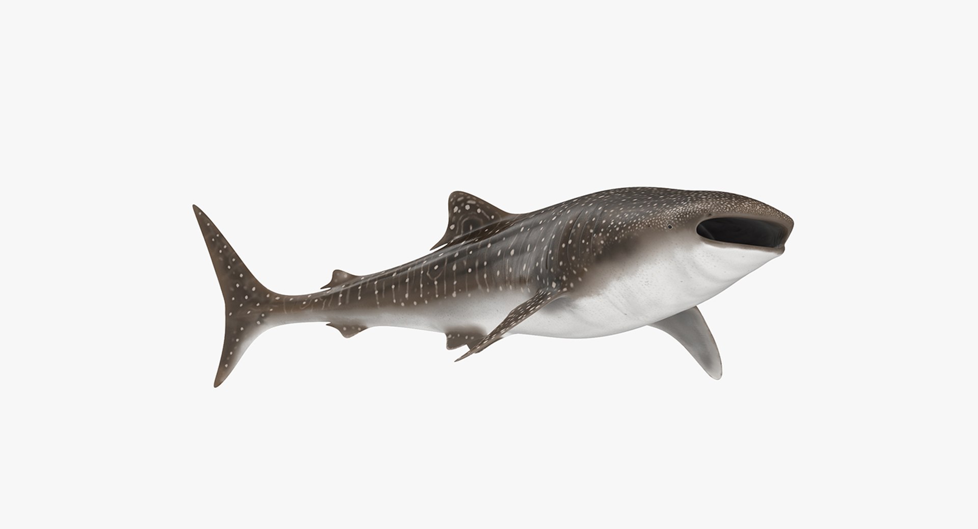 rigged sharks 7 3D model https://p.turbosquid.com/ts-thumb/Wy/QUHkzf/KyfxvIzL/riggedsharkscollection73dmodel036/jpg/1595415748/1920x1080/fit_q87/18b04cc0344a767fc1c5ead95e1711f4031a1e4a/riggedsharkscollection73dmodel036.jpg