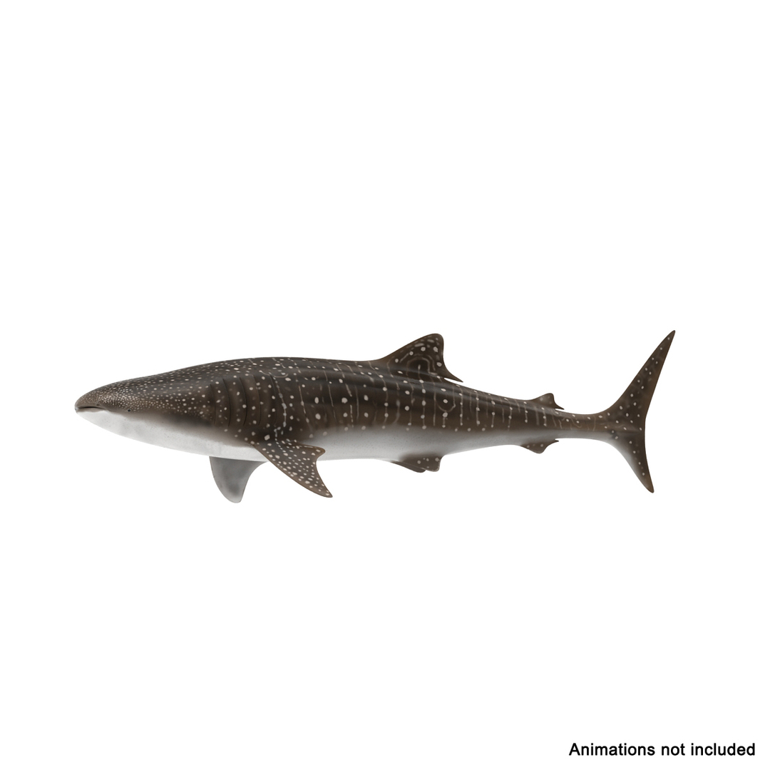 rigged sharks 7 3D model https://p.turbosquid.com/ts-thumb/Wy/QUHkzf/NP2mO3y5/whale_shark_rigged_362/jpg/1595413763/1920x1080/turn_fit_q99/9215d9e5f4530324fe0d4de935704c2381d1143f/whale_shark_rigged_362-1.jpg