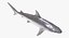 Rigged Sharks Collection 7 for Cinema 4D