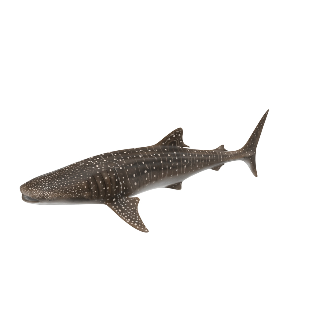 rigged sharks 7 3D model https://p.turbosquid.com/ts-thumb/Wy/QUHkzf/Rz7txJw3/whale_shark_rigged_360/jpg/1595413334/1920x1080/turn_fit_q99/64a1bf4957475d4c71bd1007555594ee90eff22c/whale_shark_rigged_360-1.jpg