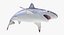Rigged Sharks Collection 7 for Cinema 4D